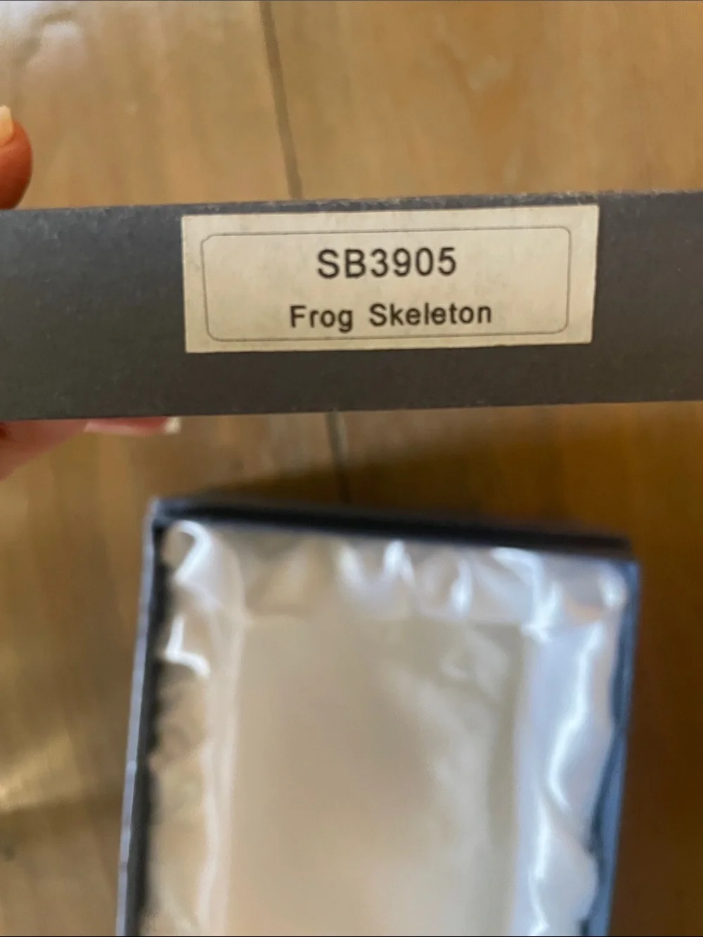 Frog Skeleton! New! - Picture 10 of 10